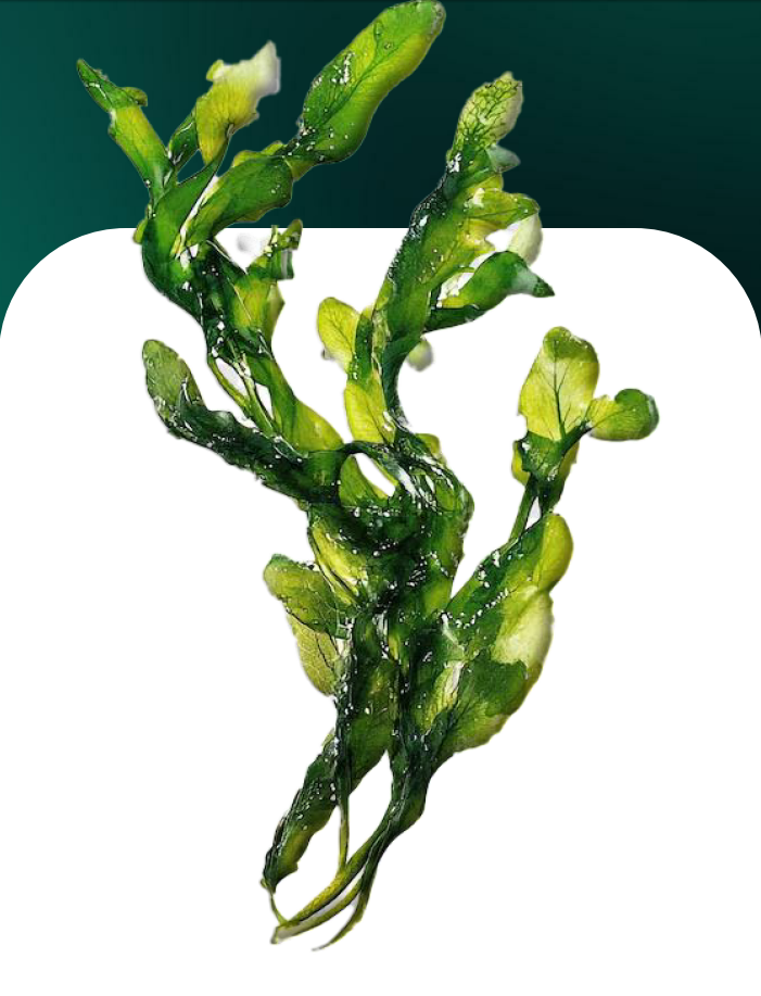 Centella asiatica
